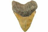 Huge, Fossil Megalodon Tooth - North Carolina #235516-2